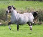 Kiki, Welsh Section C Yearling Filly