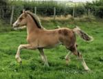 Kiki, Welsh Section C Yearling Filly