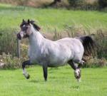 Kiki, Yearling Filly