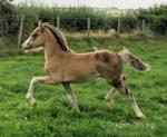 Kiki, Yearling Filly