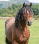 Kiki, Yearling Filly