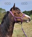 Kiki, Welsh Section C Yearling Filly