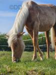Yearling Gelding