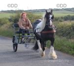 13.1hh piebald, 13 year old traditional mare. Ride and drive, great to do, in traffic, etc.
