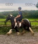 13.1hh Ride & Drive Mare