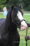 12.2hh Mare