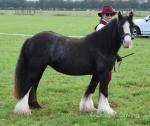 12.2hh Mare