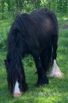 12hh Mare with Colt Foal at Foot
