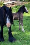 12hh Mare with Colt Foal at Foot
