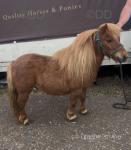 A super safe ride and drive Shetland gelding, standing at 34 inches and is 6 years old. 