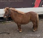 8hh Ride & Drive Shetland Gelding