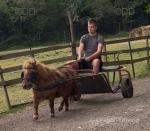 8hh Ride & Drive Shetland Gelding