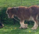 Yearling Colt 