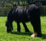 13hh Mare