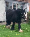 13hh Mare