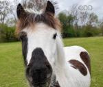 2 Year Old Gelding