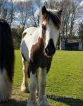 2 Year Old Gelding