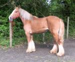 2 Year Old Filly