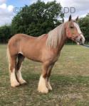 2 Year Old Filly
