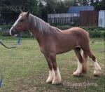 2 Year Old Filly