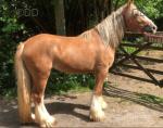 2 Year Old Filly