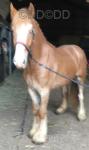 3 Year Old Gelding