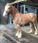 3 Year Old Gelding
