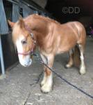 3 Year Old Gelding
