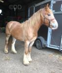 3 Year Old Gelding