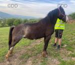Hermas Tom, 2 Year Old WPB Gelding