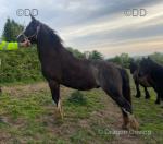 Hermas Tom, 2 Year Old WPB Gelding