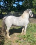 Hermas Tom, 2 Year Old WPB Gelding