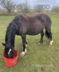 Hermas Tom, 2 Year Old WPB Gelding