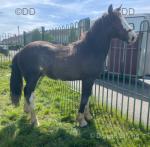 Hermas Tom, 2 Year Old WPB Gelding