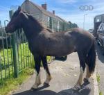 Hermas Tom, 2 Year Old WPB Gelding