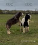 Charlie's Dream, Colt Foal