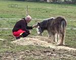 Charlie's Dream, Colt Foal