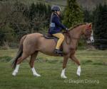 13.2hh Riding Mare