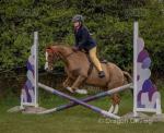 13.2hh Riding Mare