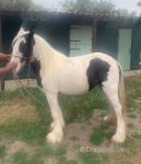 This is Bella, she is a piebald filly, 3 years old in June 26. 
Standing 13.3hh. 
