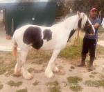 Bella, Driving Filly