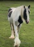 Bella, Driving Filly