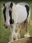 Bella, Driving Filly