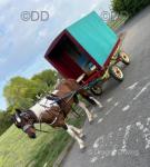 Sparkle &ndash; a 15.2hh riding & driving mare. Sparkle is a 5-year-old half-bred mare, standing at 15.2hh with a full passport. A lovely all-round type who has been doing a variety of work.


