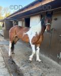 Sparkle, 15.2hh Ride & Drive Mare