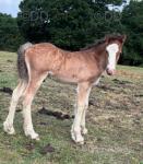 Yearling Colt 