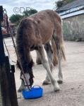 Yearling Colt 