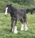 Yearling Colt 