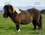 Plumtree Tomahawk, 7hh Stallion 