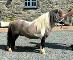Plumtree Tomahawk, 7hh Stallion 